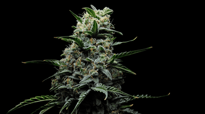 Lemon Cherry Gelato Strain: The ONLY Guide You Need!