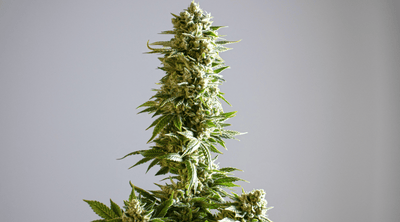 White Runtz Strain 101: Everything You Need to Know About This Highly Sought-After Hybrid