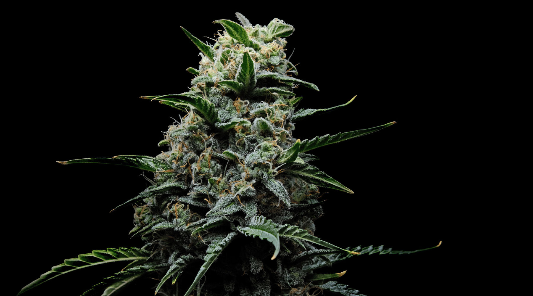 Lemon cherry gelato strain, lemon cherry gelato, cherry lemonade gelato strain, cherry lemon gelato strain , lemon cherry gelato strain effects, lemon cherry gelato strain genetics ,lemon cherry gelato allbud,  lemon cherry strain, lemon cherry gelato thc